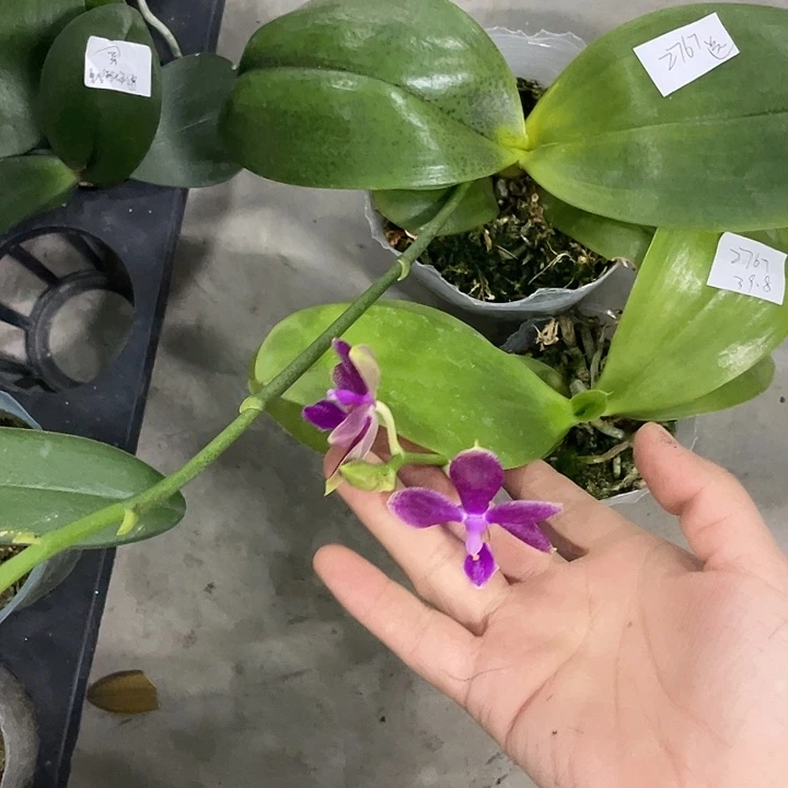 ****們完全开放处理原生花YW08➕送弥陀国王不售后