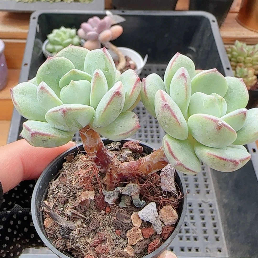 多肉0916-219香草小老桩