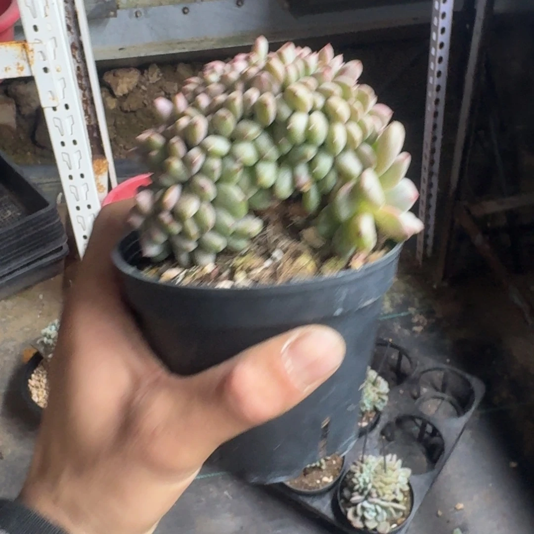 凌雪树缀无砍多肉