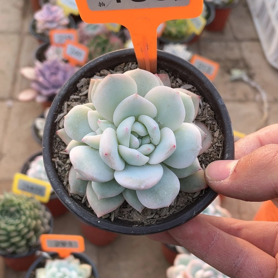 【闪购商品】186号