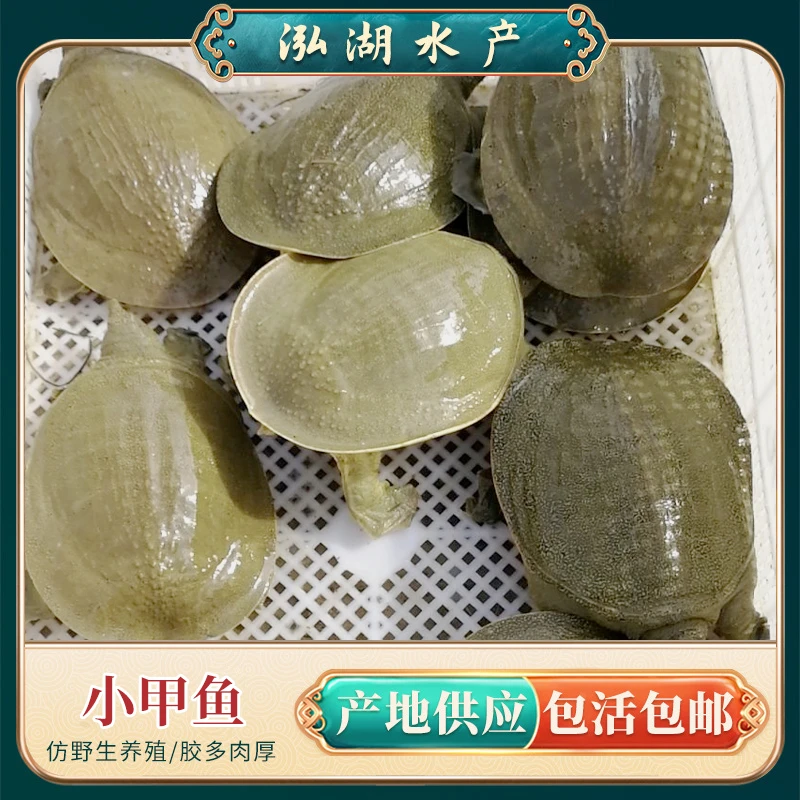 【基地直发】0.5-1斤正宗外塘生态甲鱼5-8只老鳖鲜活食用自养