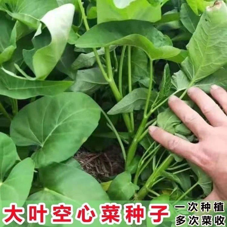 四季种植大叶空心菜种子种籽通空心菜春季四季耐乌塌菜蔬菜种子
