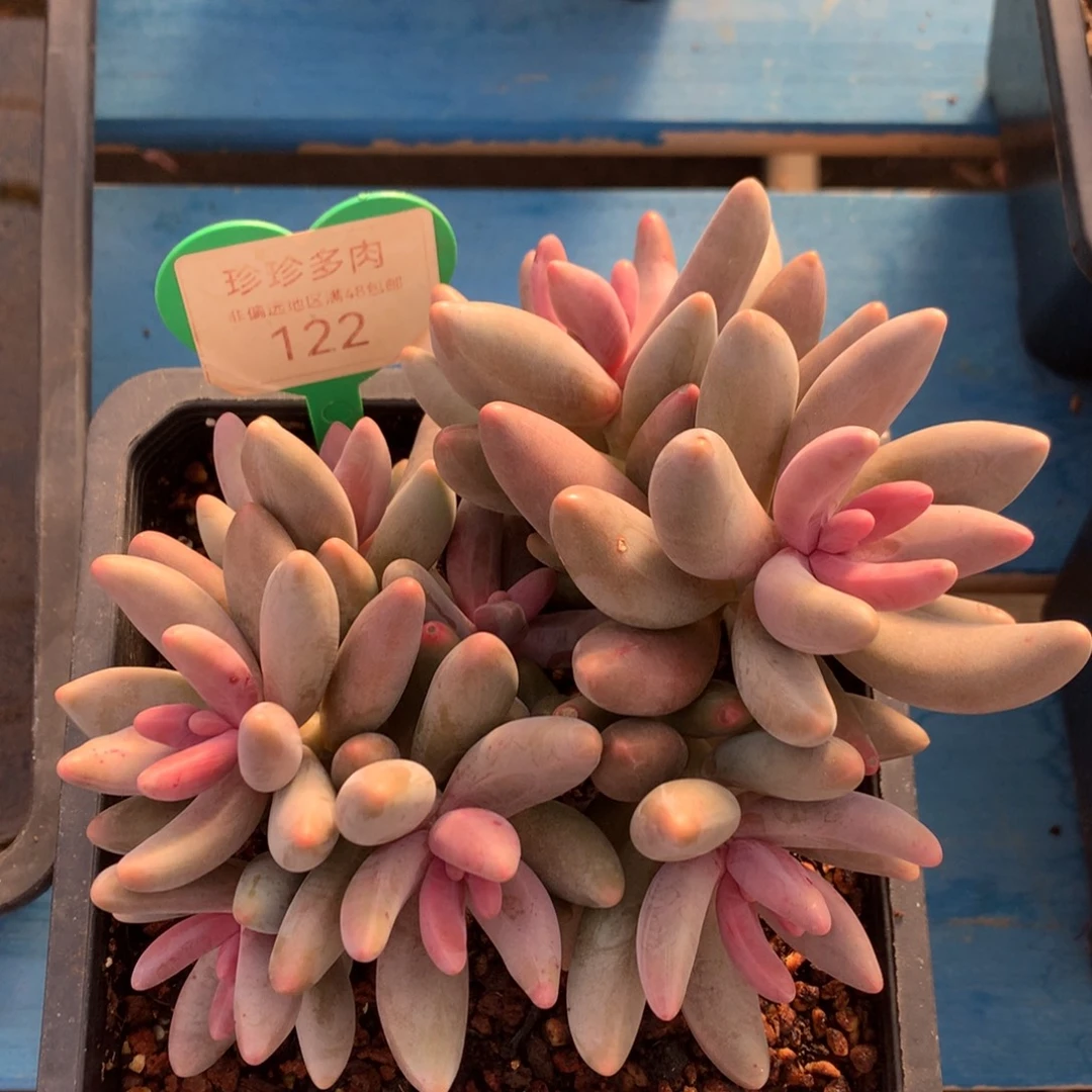 红手指无砍平头9头122