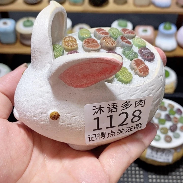 带盆土植物 精美盆栽1128
