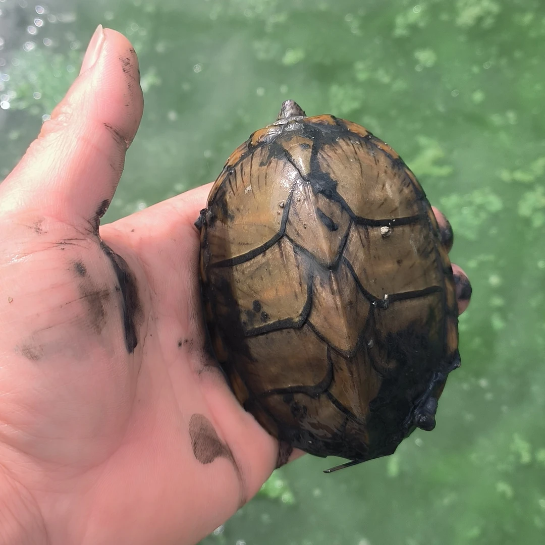 观赏龟直播介绍为准