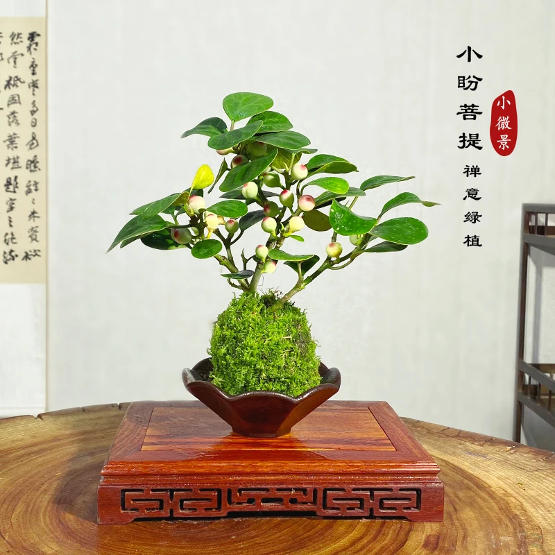 【宏展】小盼菩提苔藓球（带果）新中式茶桌摆件好养易活新手