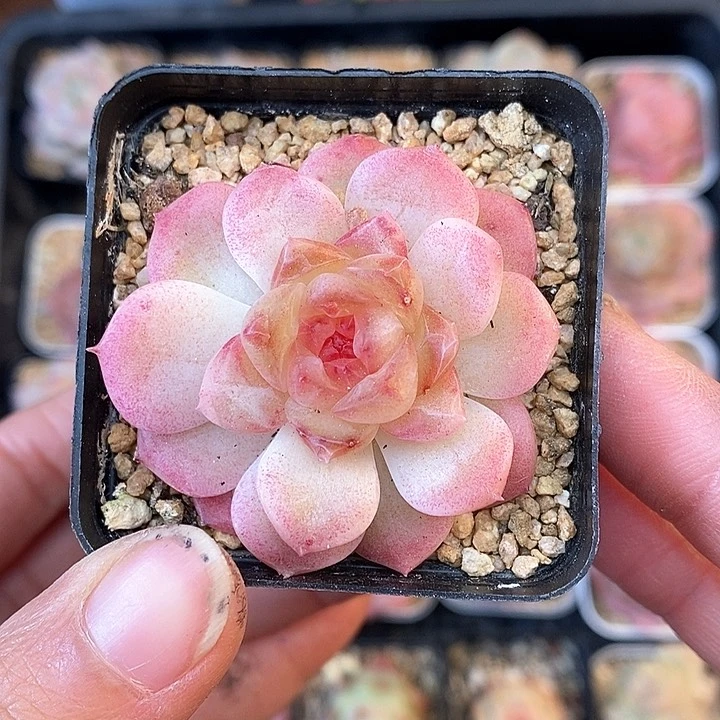 响当当啊这不是要笑