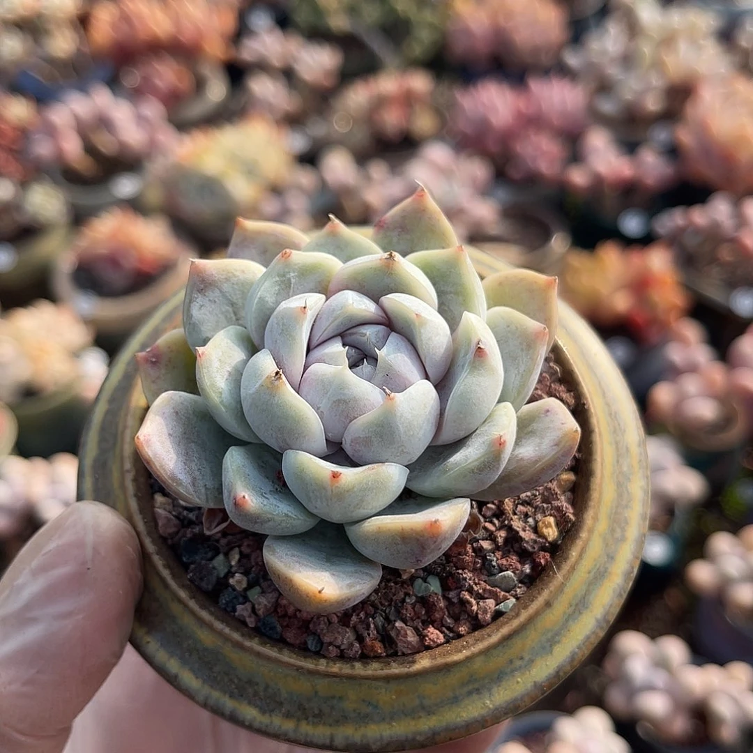 小***满一物一拍原盆原土