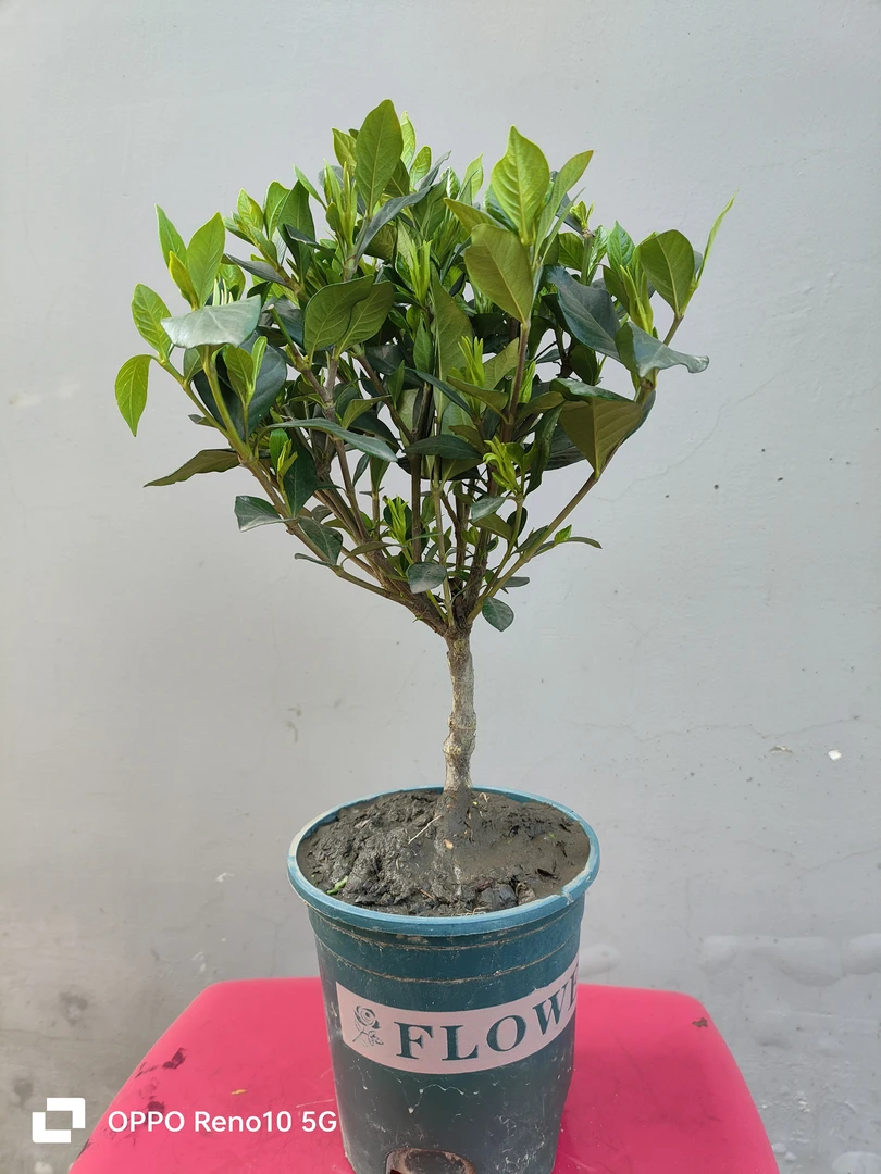 四季栀子花带花苞带土球