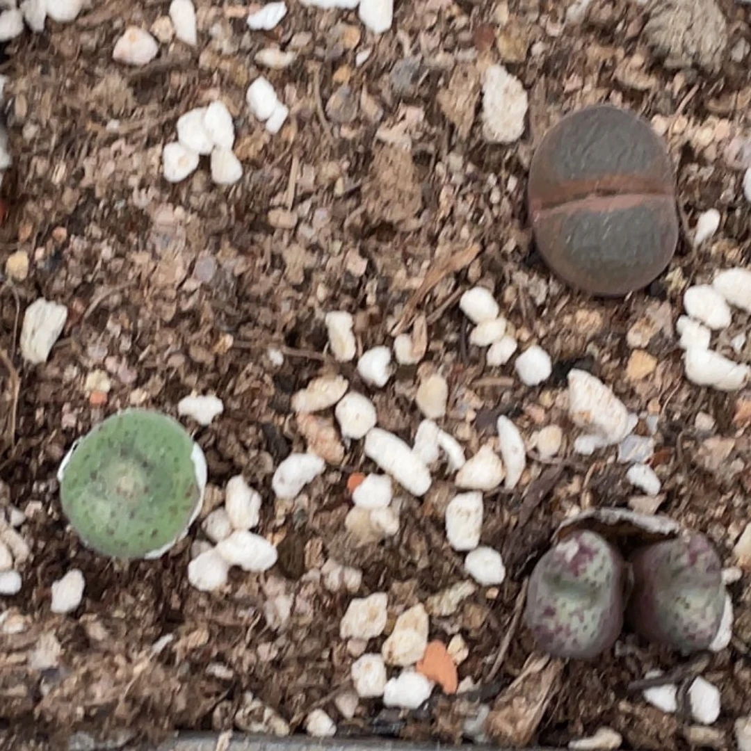 17-148肉锥多肉植物