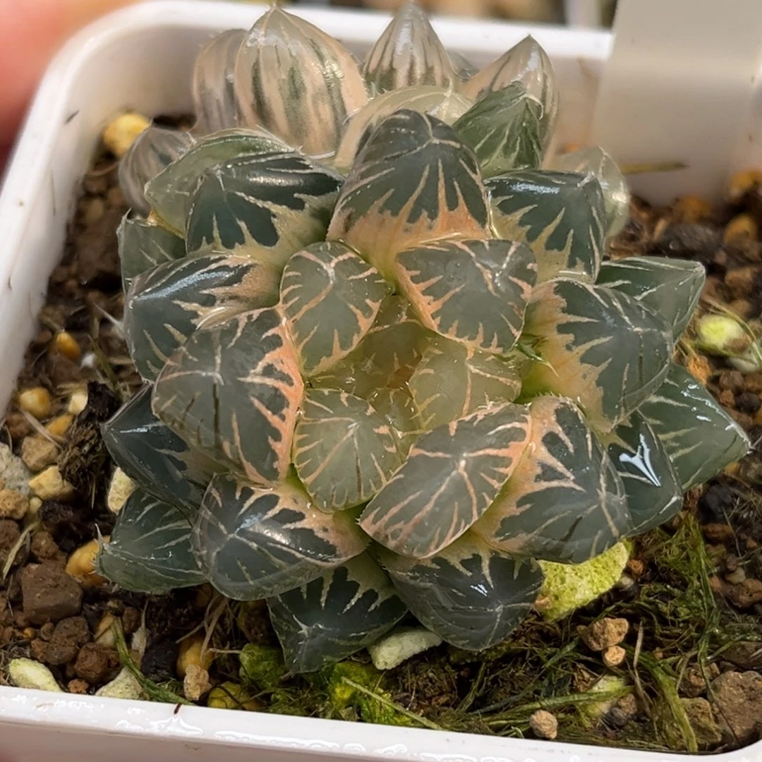 114双头糊斑龙爪玉露锦福利专场