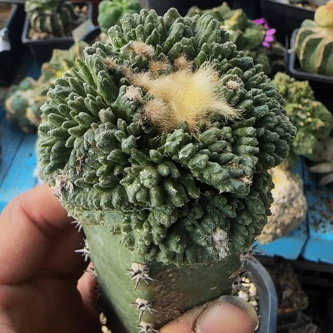 大尤哥斯拉615仙人球