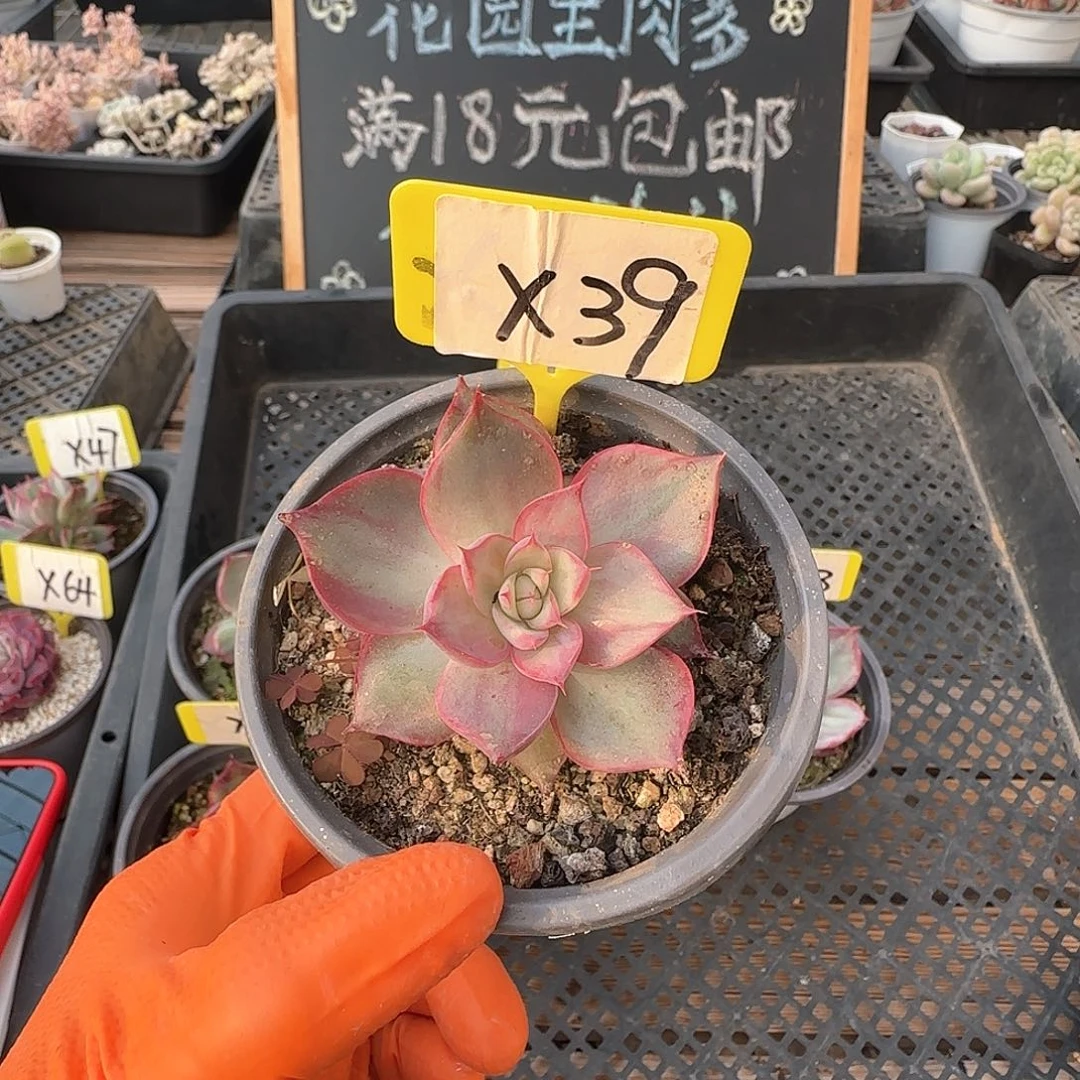 棒**～X39惊鸿单头多肉