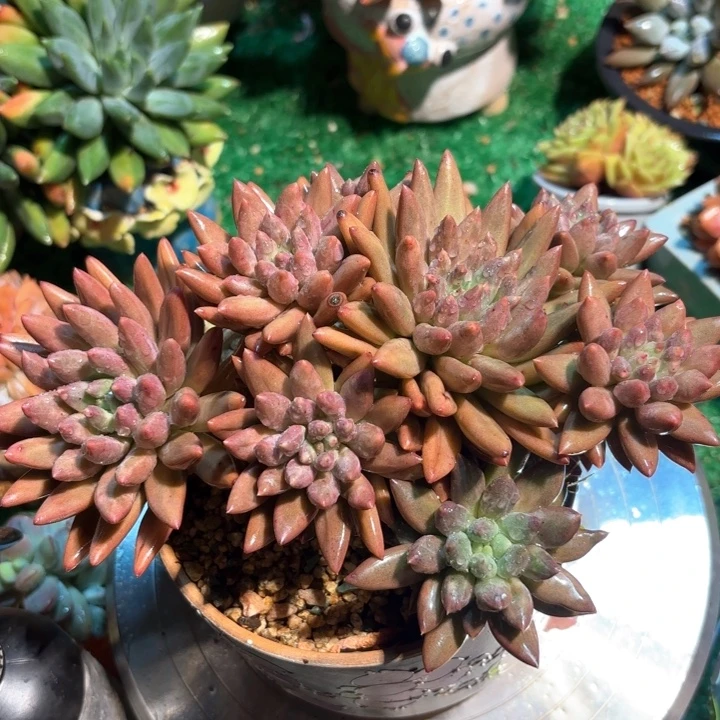 红蜻蜓多肉一颗脱土发货