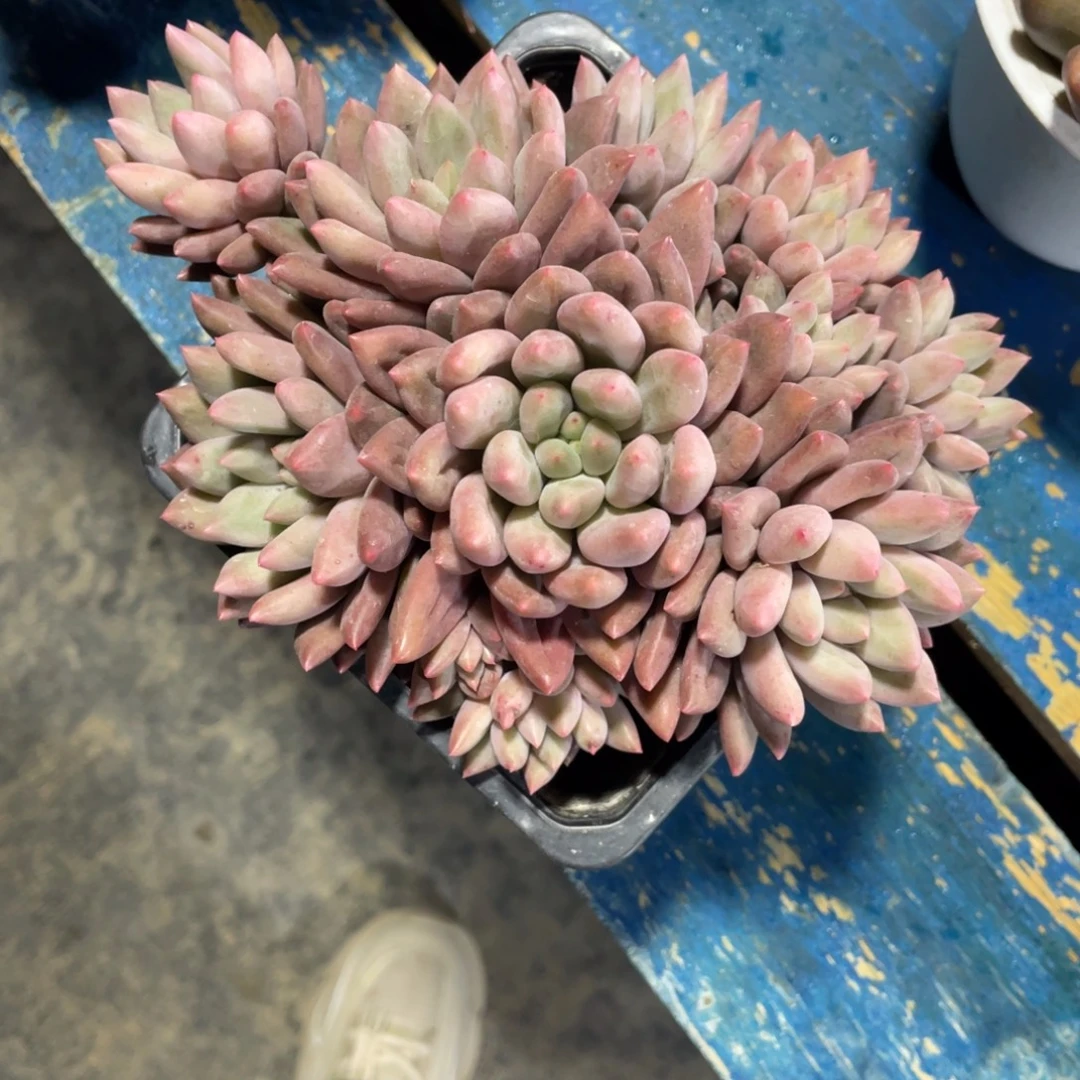 红蜻蜓一物一拍中通快递