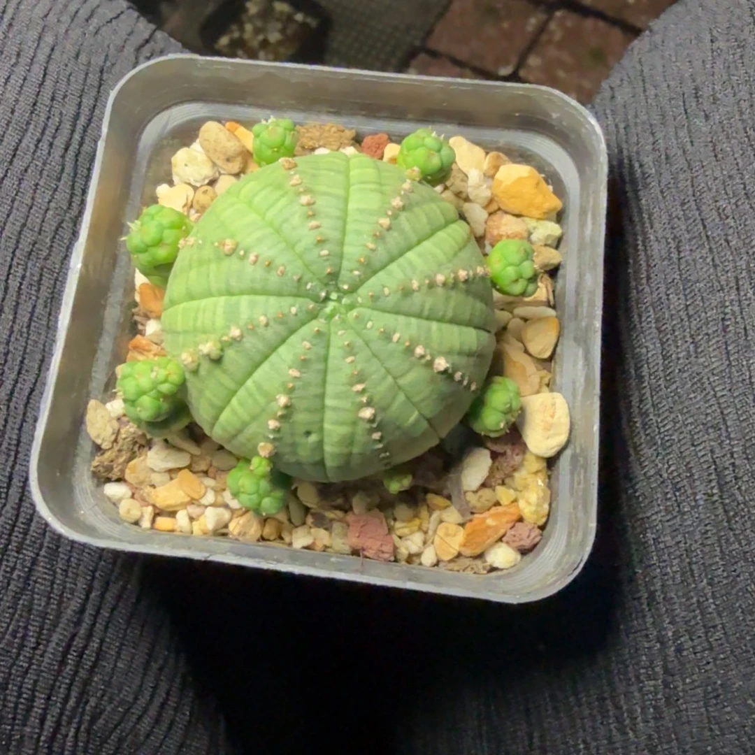 多肉植物胭脂自吹