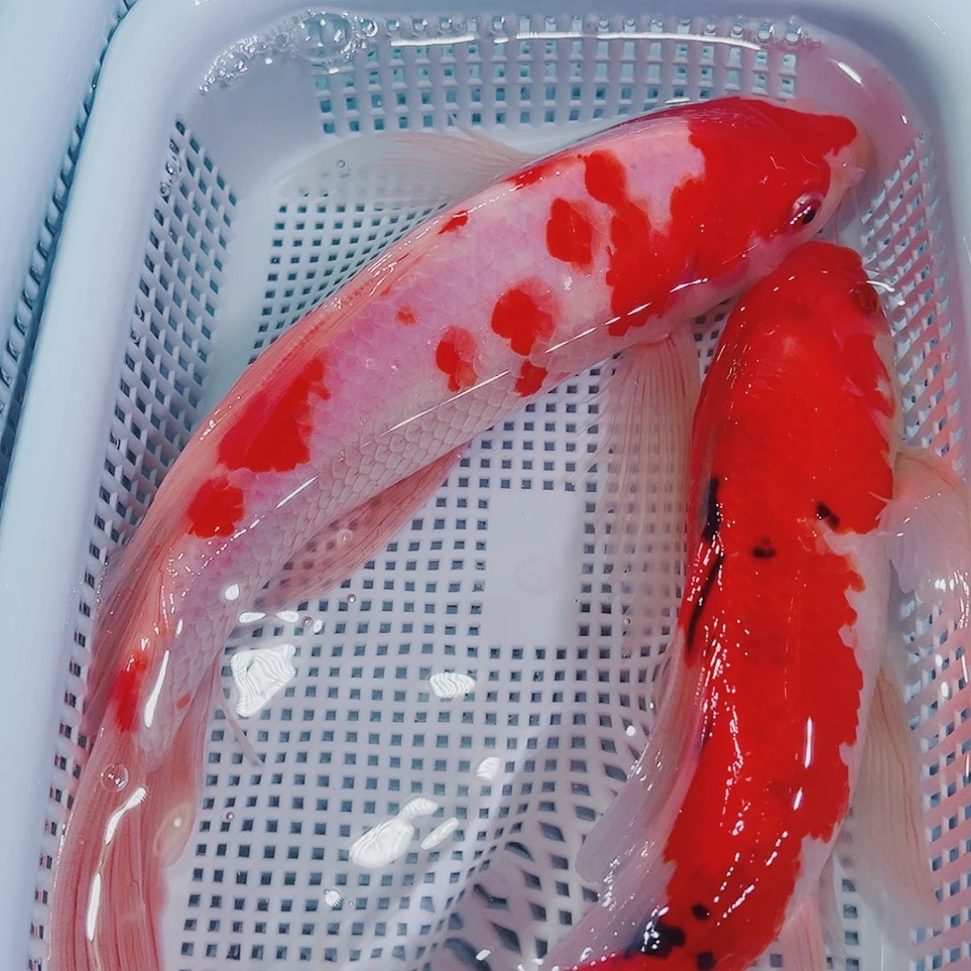 锦鲤锦鲤冷水鱼观赏133