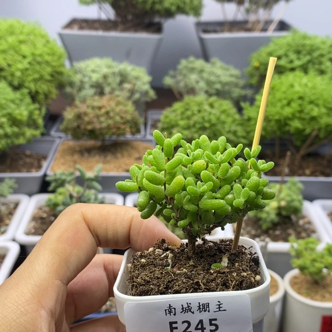 245蜜橘糖球枝干