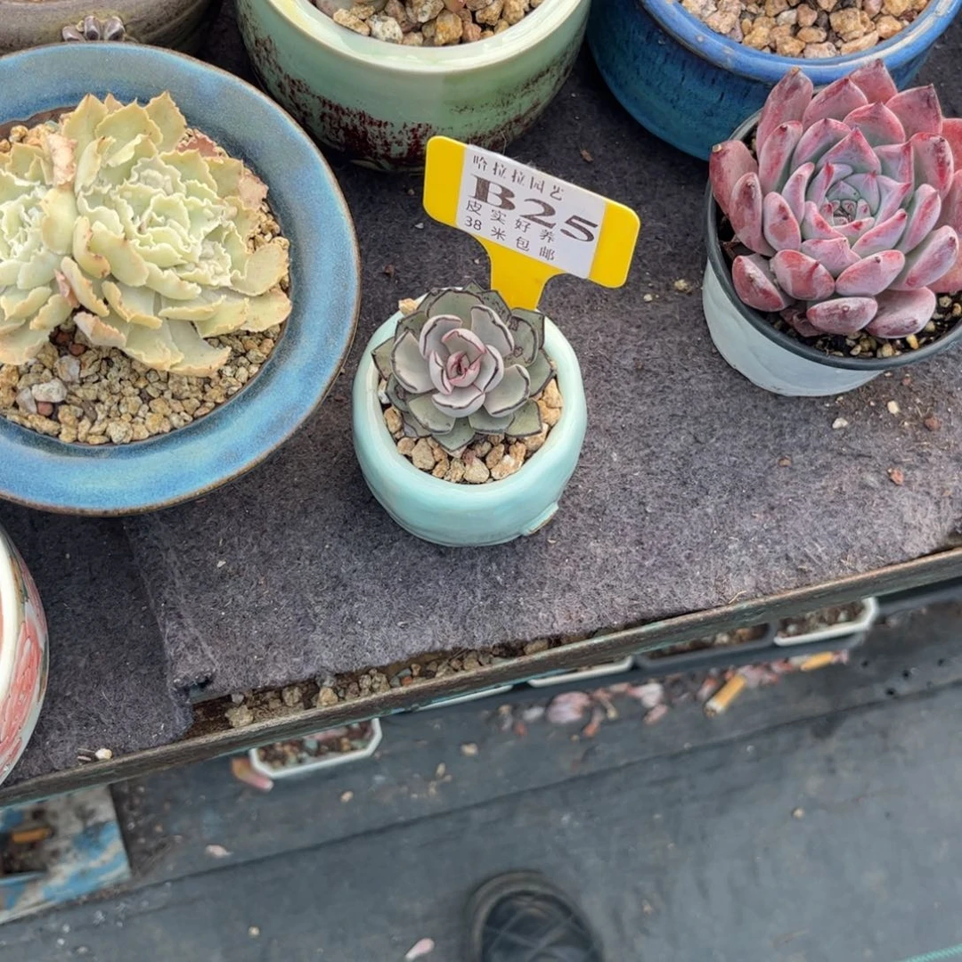 曲**曲多肉植物111111