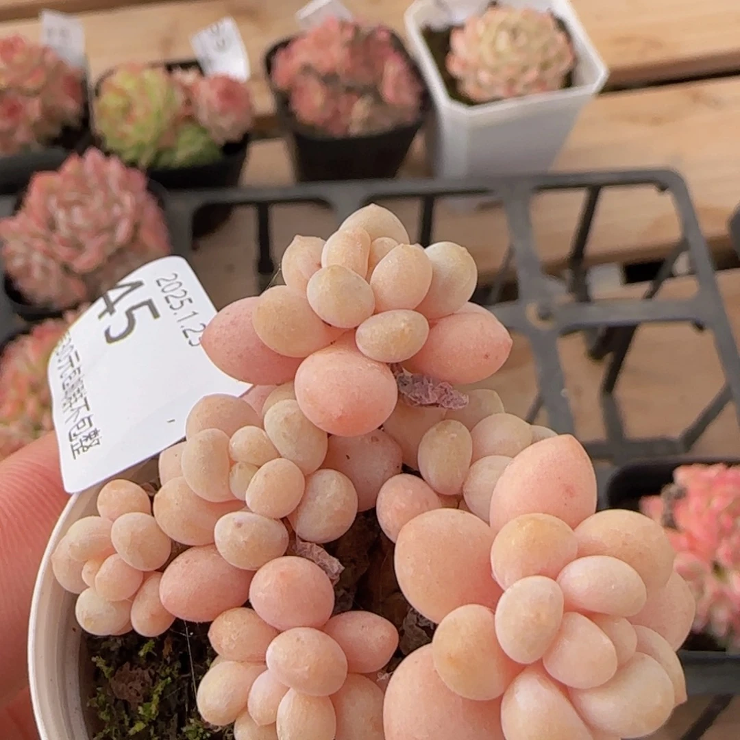 鱼子酱老桩一颗脱土发货