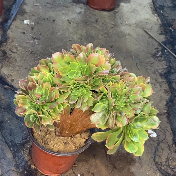 青檬锦缀多肉植物72