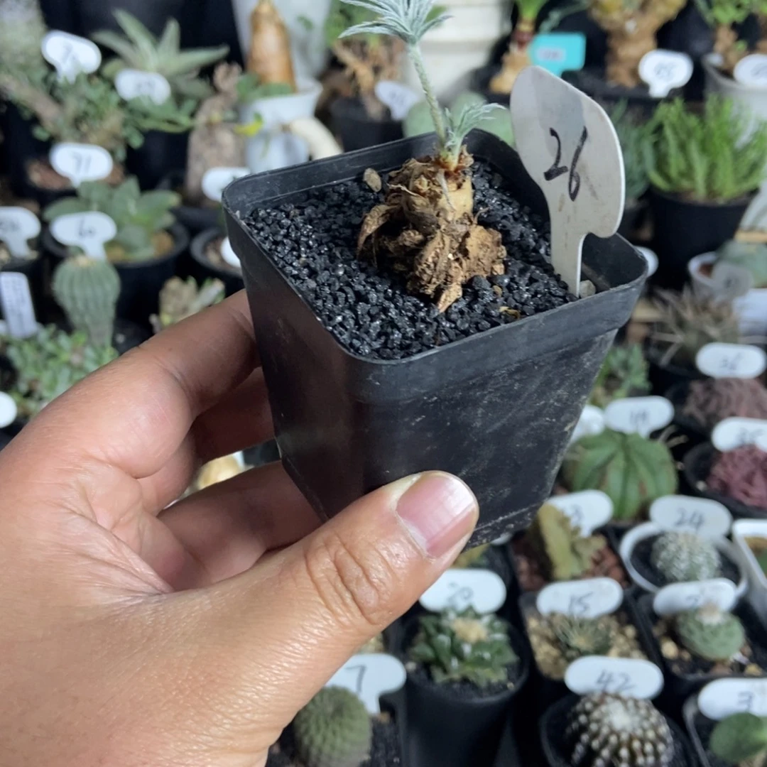 绒戈阳奎一物一拍