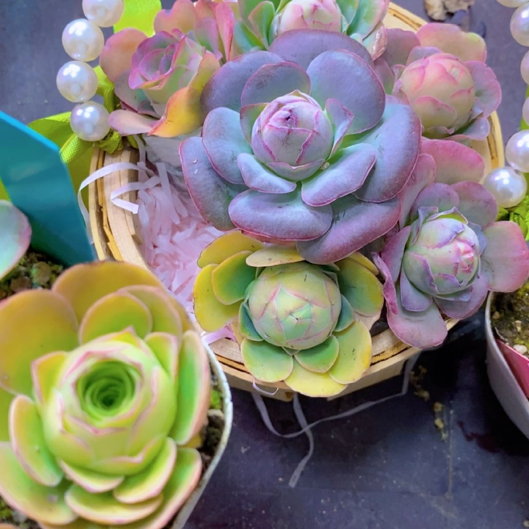 山地玫瑰下播福利一物一拍622不要蓝