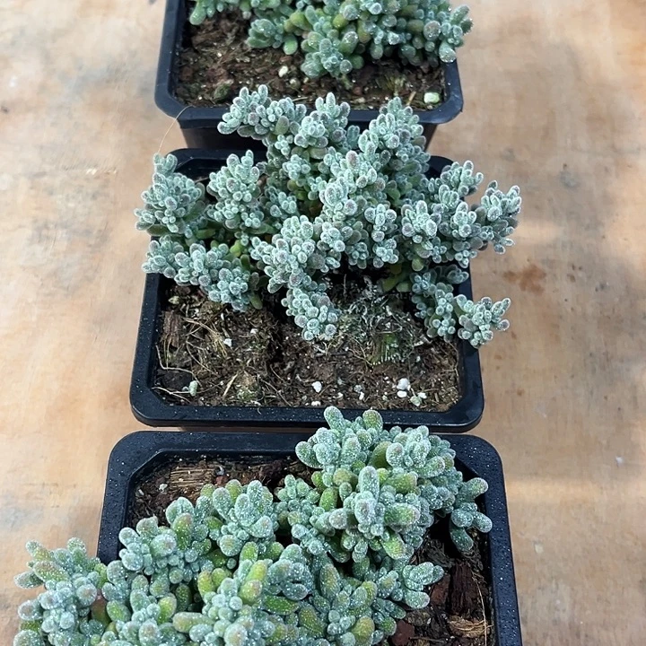 精品大冰晶枝干多肉植物