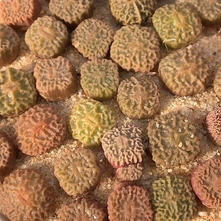 9527超烧一颗   DT7778