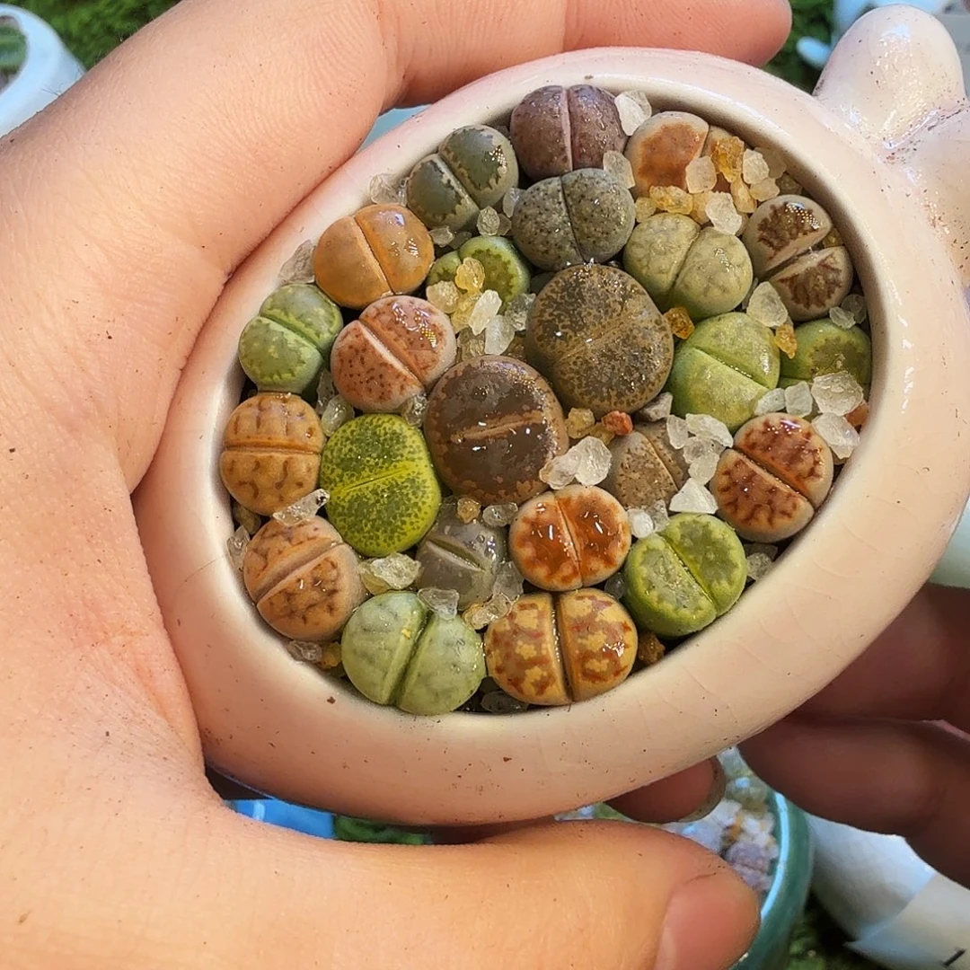 ****⥎多肉植物的生长发育和生长1601