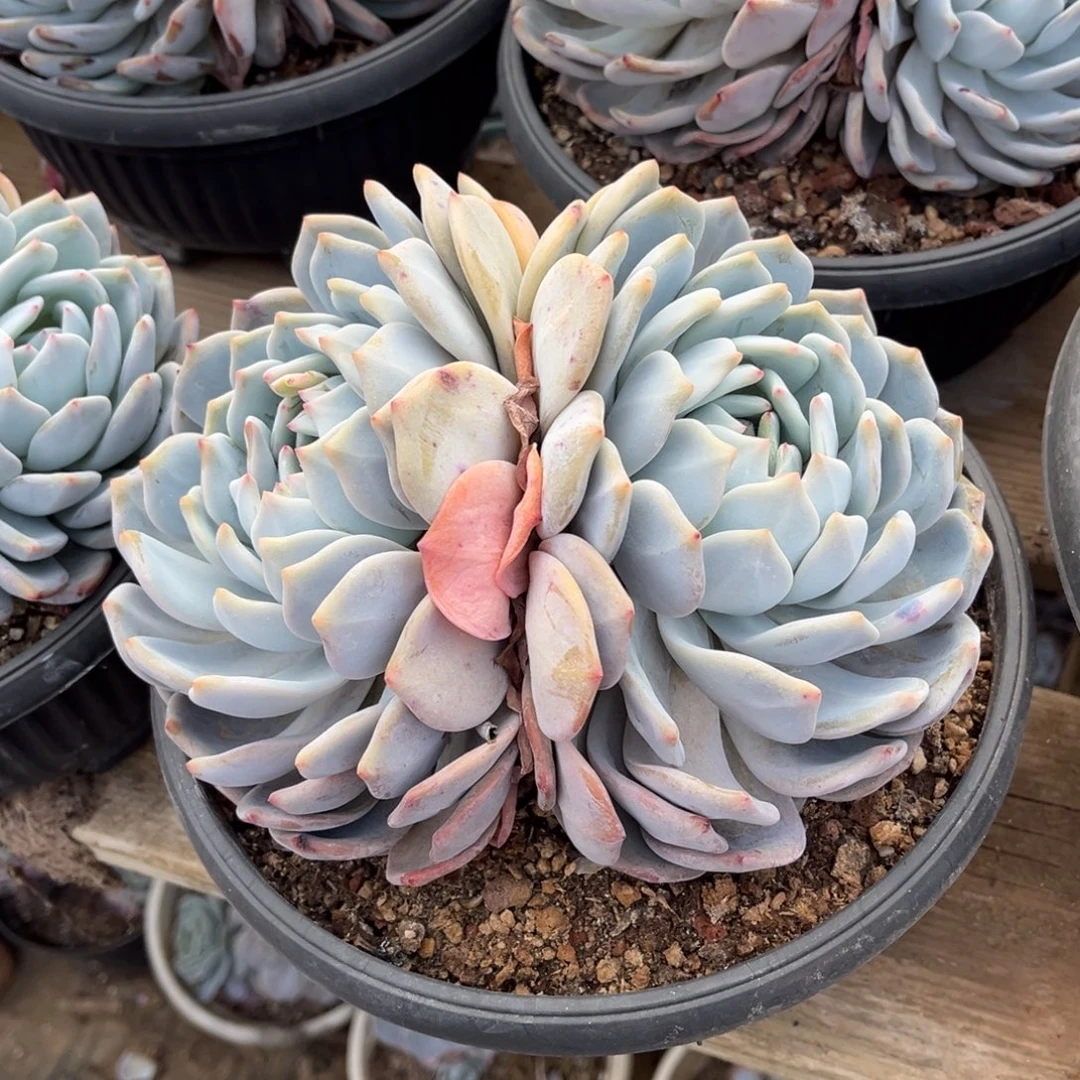 大部分开放少量花苞大双头橙子，官服20