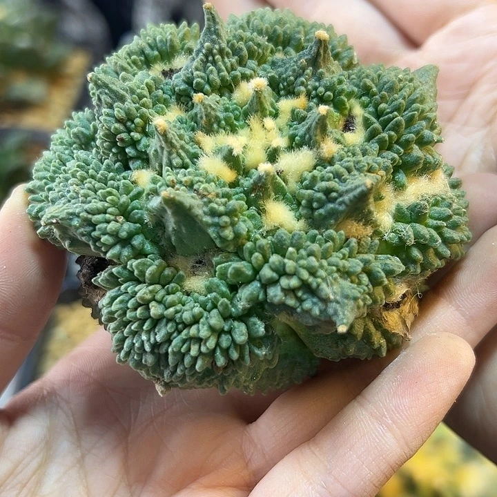 22号苗接怒涛无根8.2公分