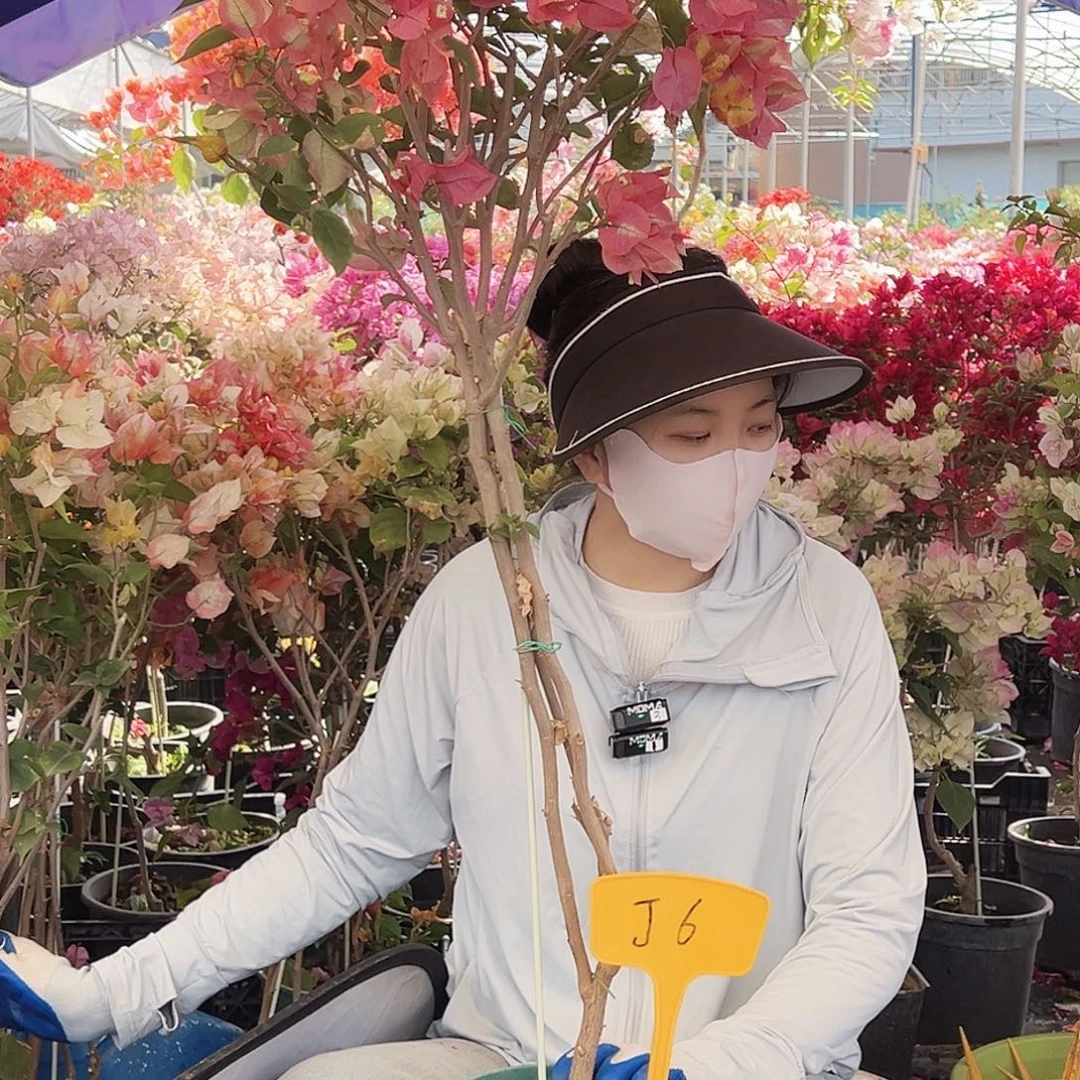 幸****大部分花苞少量开放J6浅彩虹