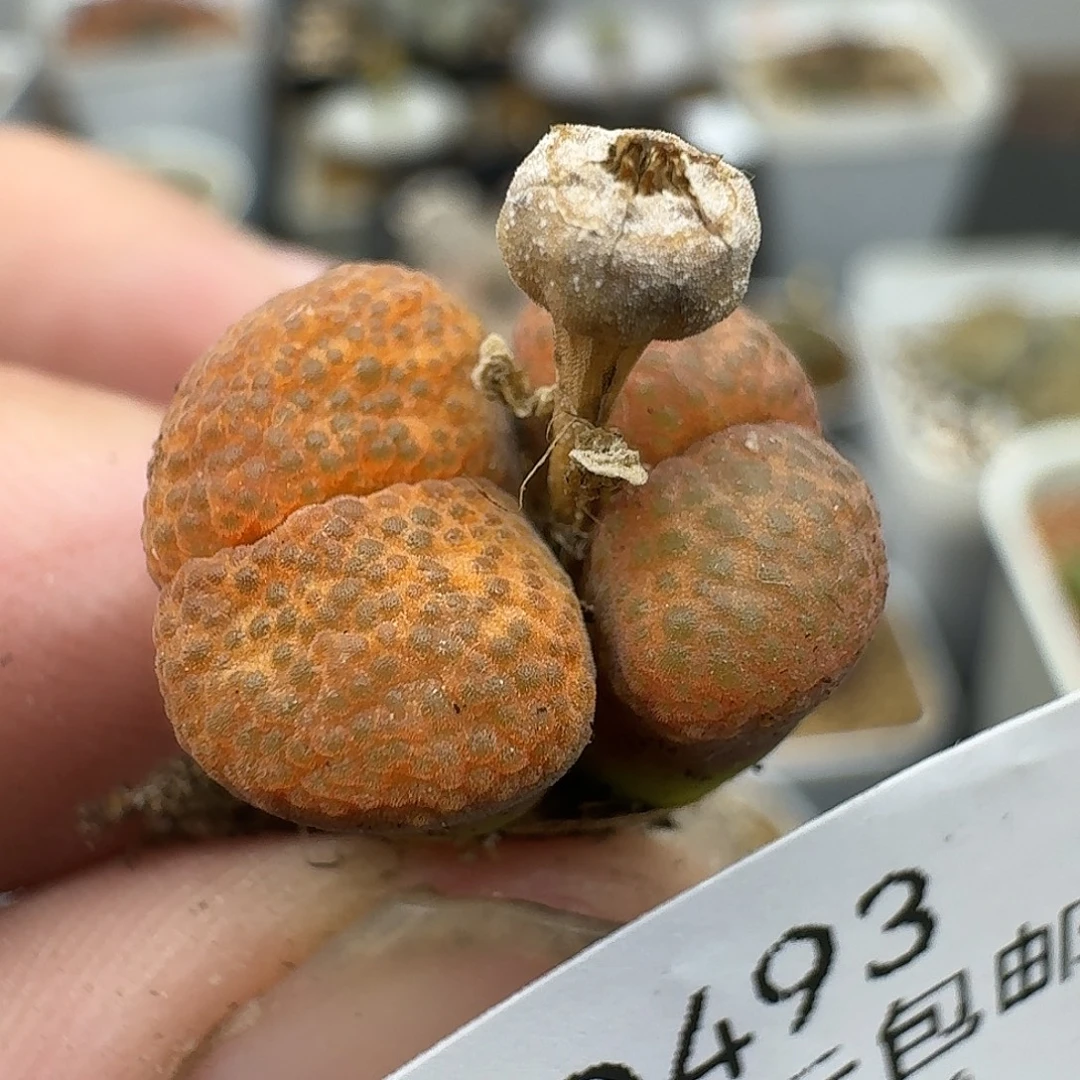 493多肉哈哈哈哈哈哈哈