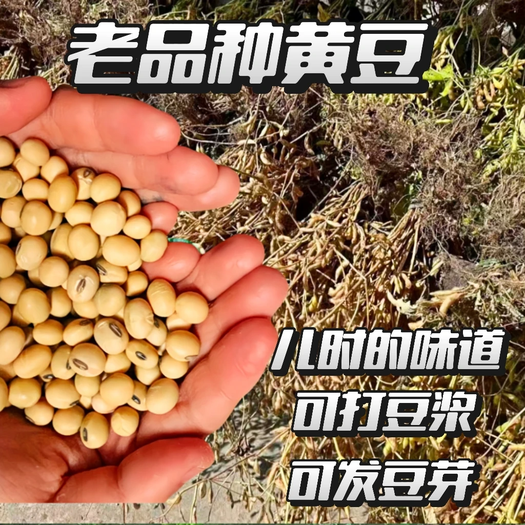 农家食用非转发豆芽豆腐种子专用老式椭圆形大豆黄豆豆子批发