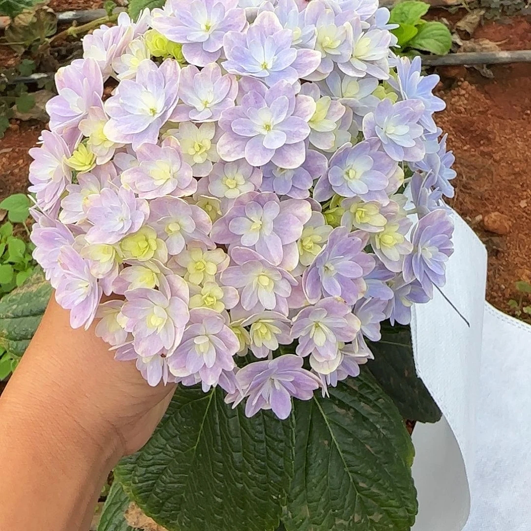 绣球切花一物一拍3枝起包邮，1