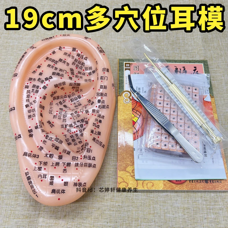 19cm多穴位耳朵模型耳贴耳穴贴铜探笔弯头镊子耳图耳部按摩压豆贴