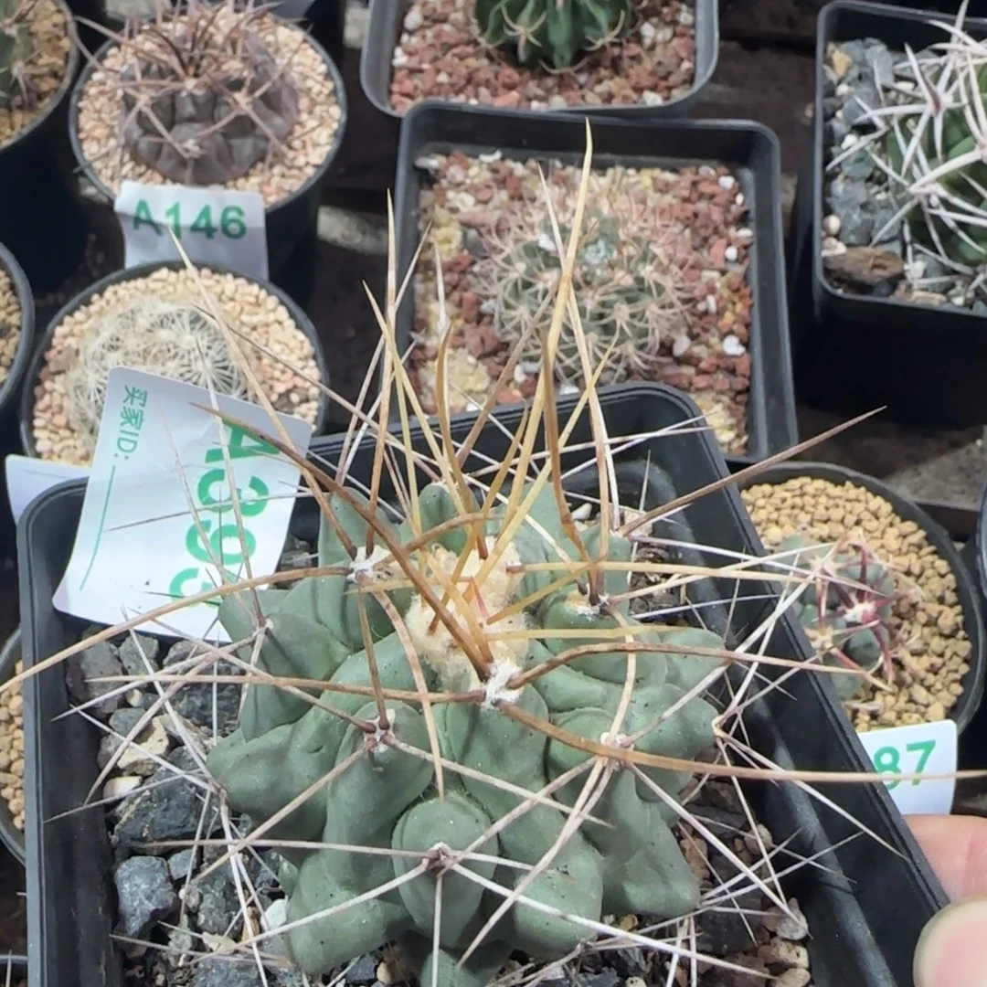 鹤巢 实生仙人球393