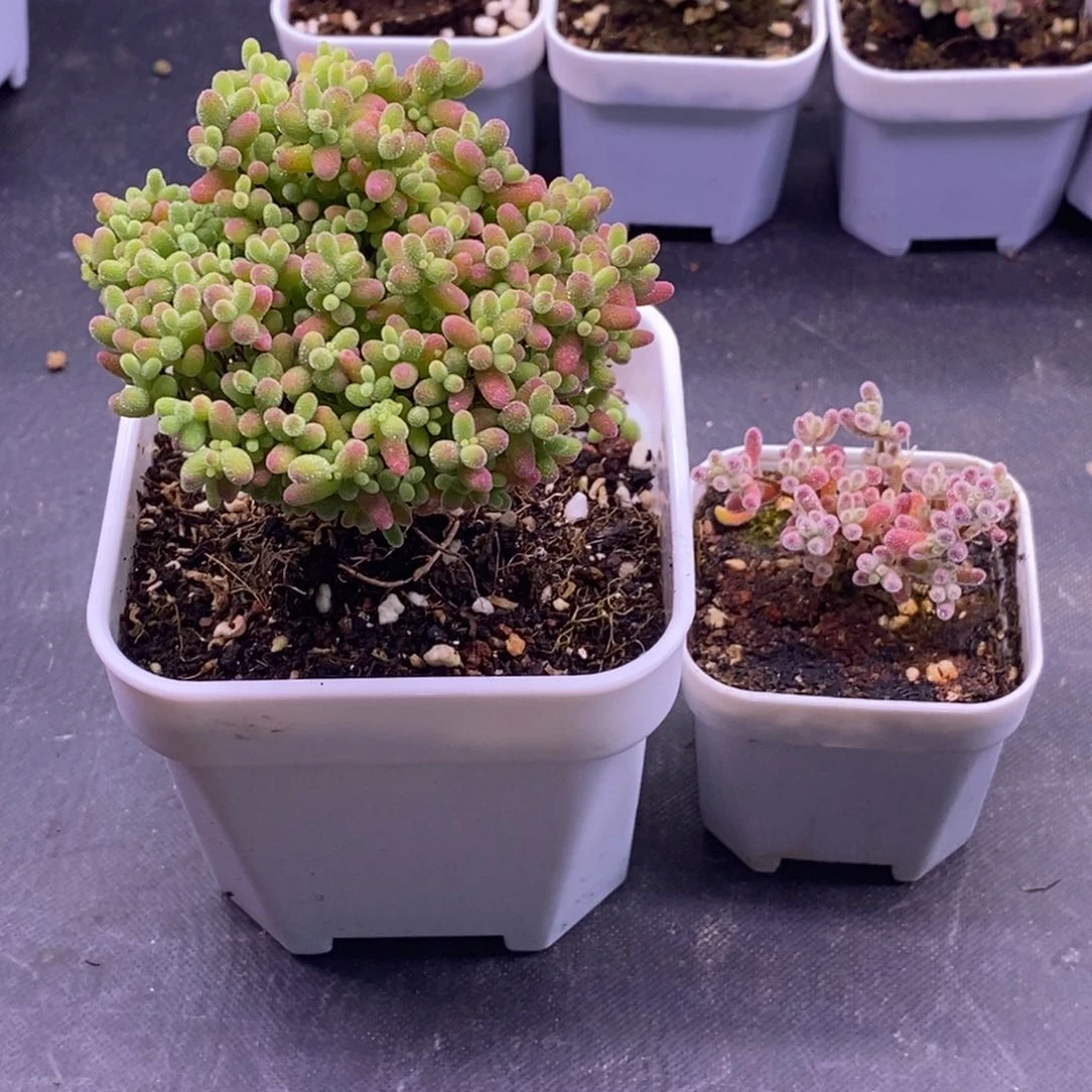 淘*120蜜橘➕冰晶。