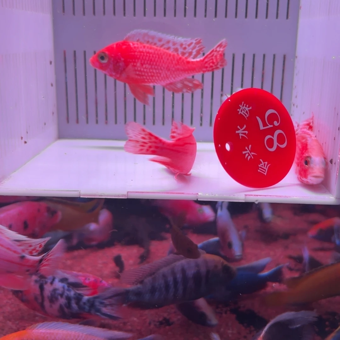 慈鲷鱼直播85号4条