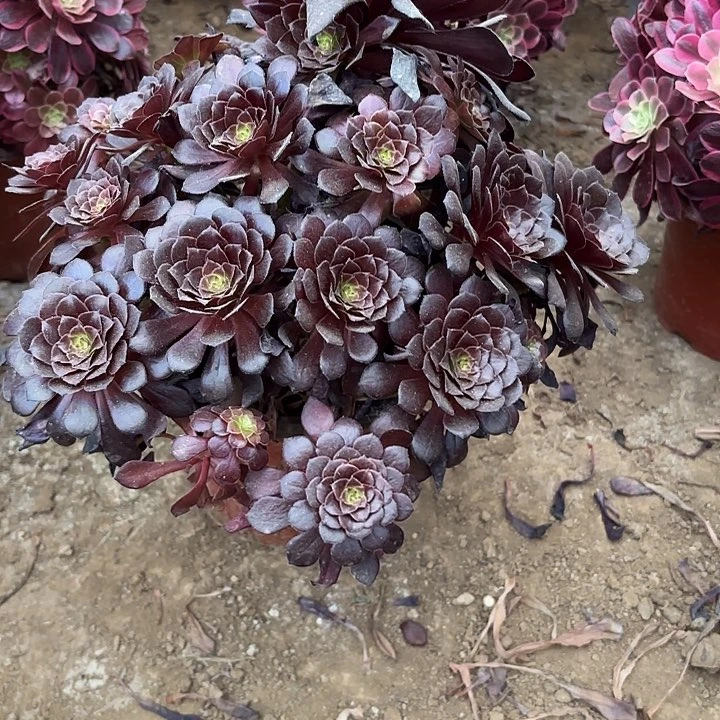 多肉植物法师墨铜13