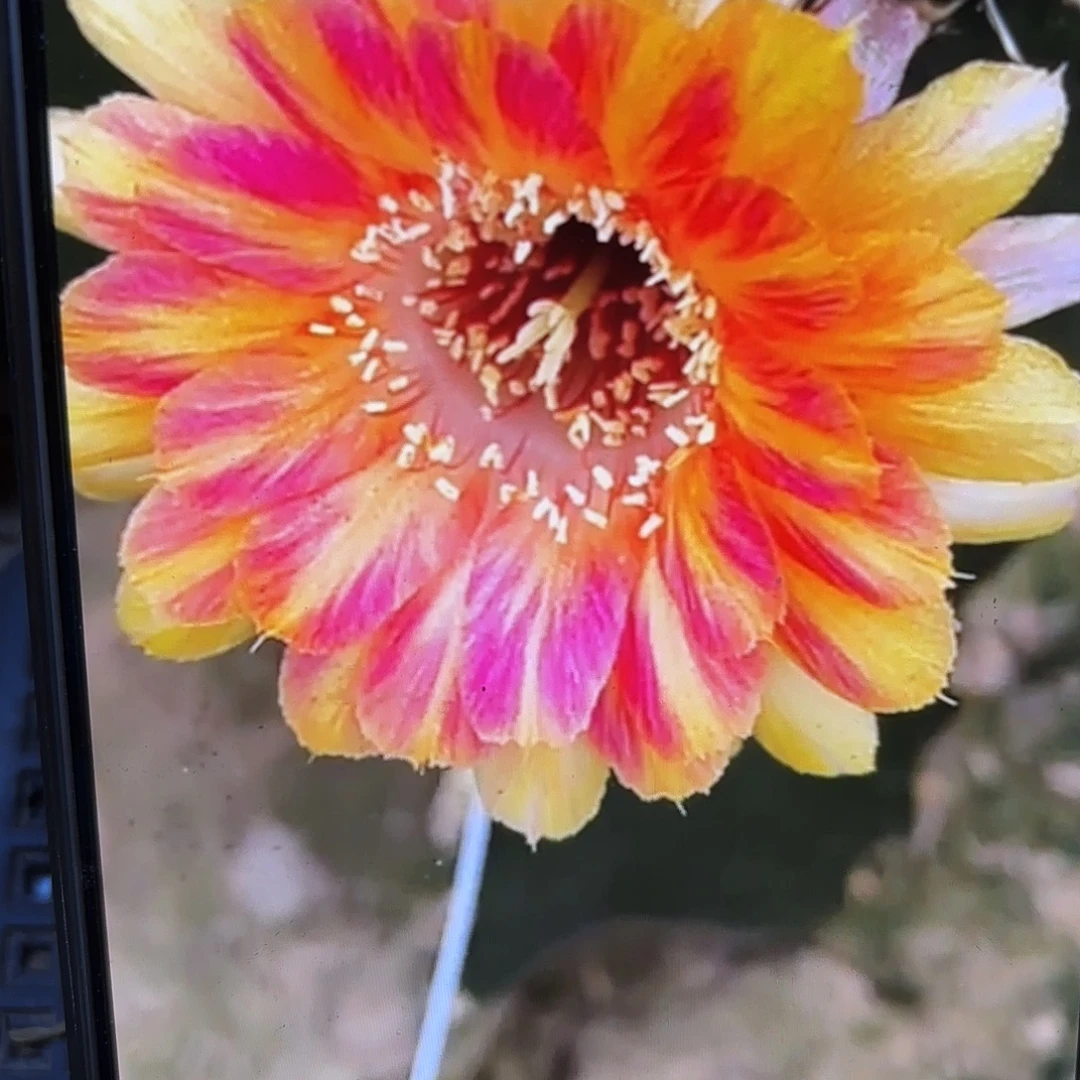 天生狂野丽花侧牙20包邮仙人球37