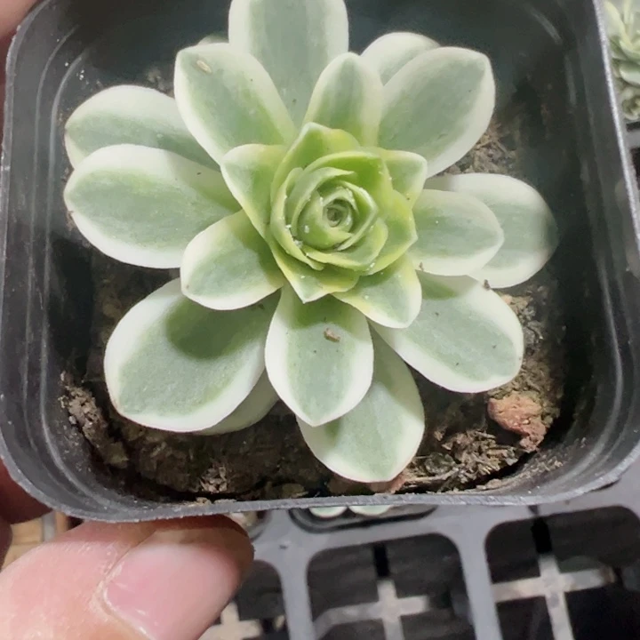 柠檬玫瑰锦精品多肉植物