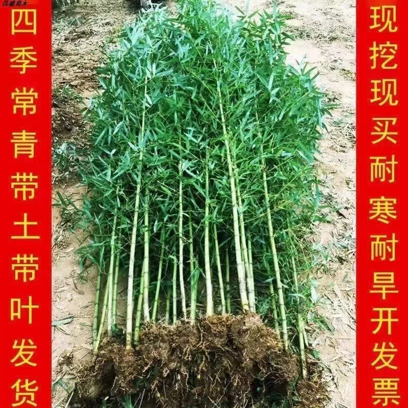 竹子苗青竹紫竹金镶玉竹罗汉竹龙鳞竹四季常青北方耐寒抗冻盆栽