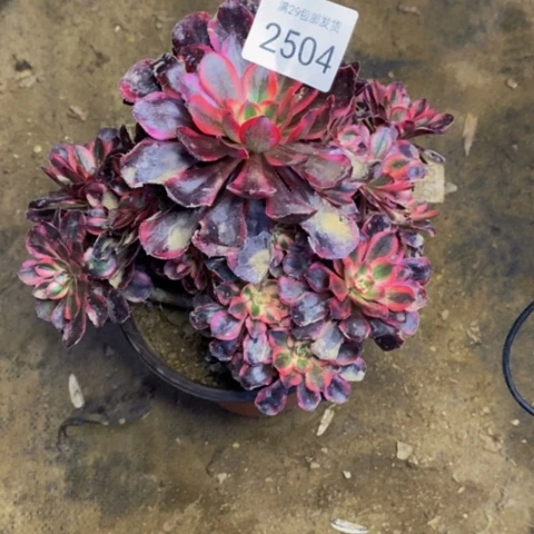 香奈儿多肉植物2504