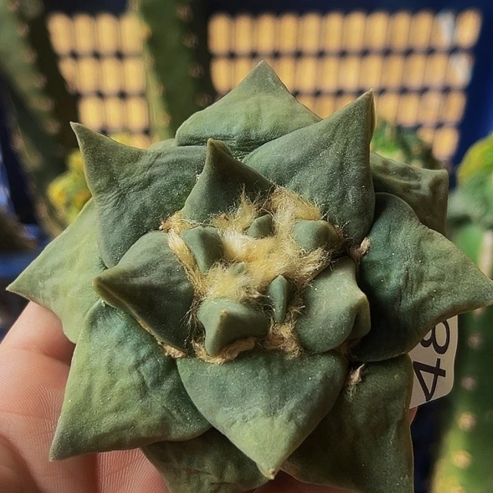 无花朵福利落地自根大尤龙牙青瓷牡丹548