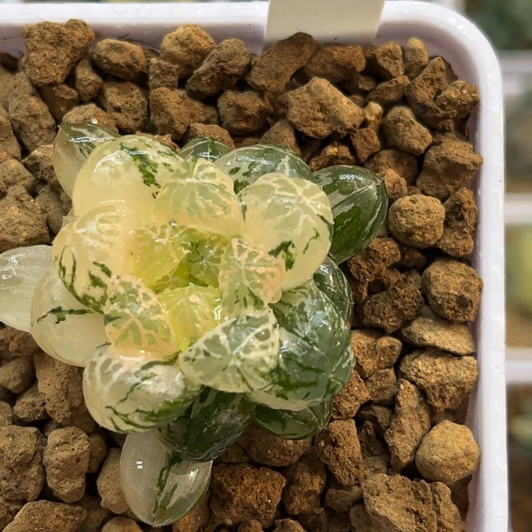 72塑料皮玉露锦福利专场