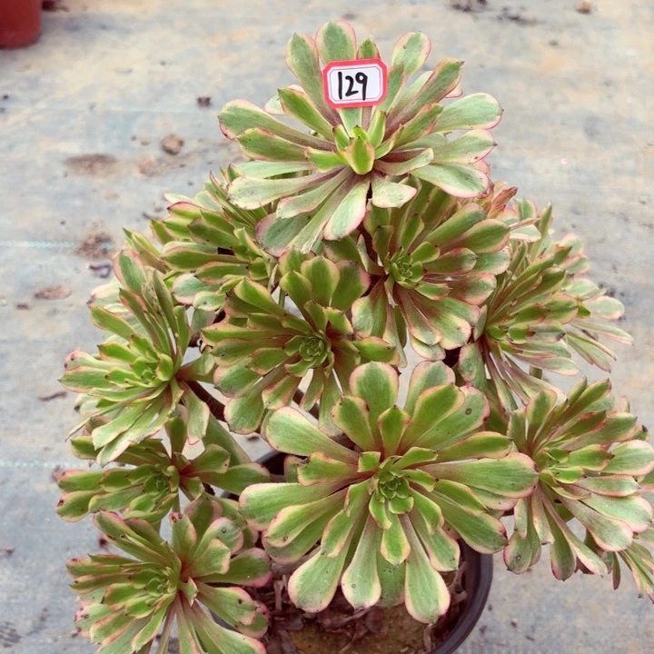 黄花梨法师多肉129