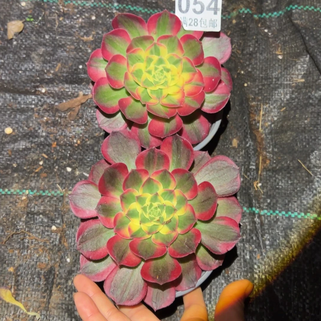 多肉植物054两颗的
