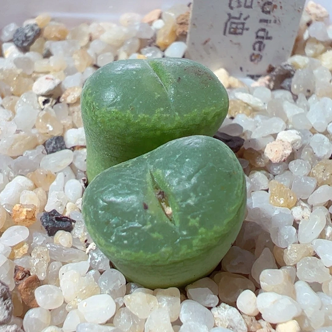 1225-577多肉多日肯尼迪